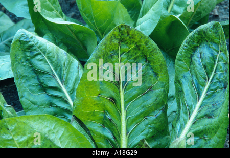 witloof chicory, Belgian endives, succory (Cichorium intybus var. foliosum), leaves. Stock Photo