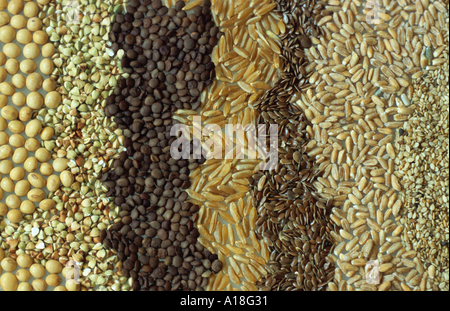 soybean, buckwheat, lentils, bread wheat, flax, spelt wheat, sesame (Glycine max, Fagopyrum esculentum, Lens culinaris,Triticum Stock Photo