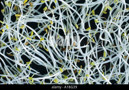 alfalfa, lucerne (Medicago sativa), germs. Stock Photo