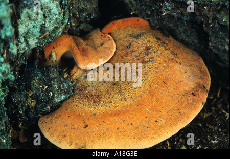 beefsteak fungus (Fistulina hepatica). Stock Photo