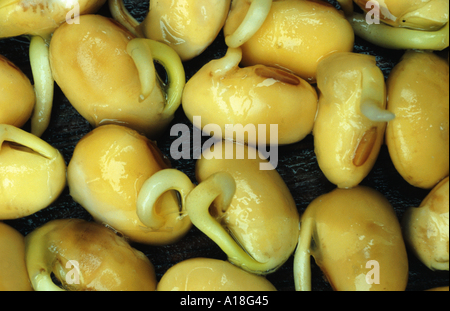 soybean, soy bean (Glycine max), seedlings. Stock Photo
