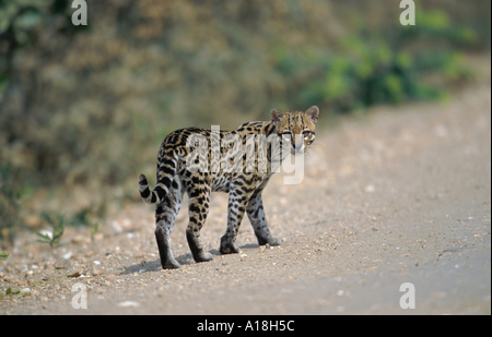 ocelot (Felis pardalis), looking at camera. Stock Photo