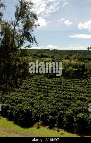 Coffee Plantation in Costa Rica Stock Photo