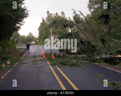 A large fir tree snapped off in a windstorm in the town of Seal Rock on the Oregon Coast resulting in loss of power to residents Stock Photo
