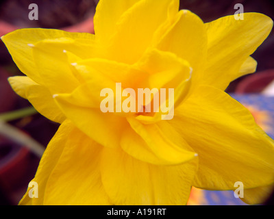 Daffodil Golden Ducat M09H Stock Photo