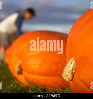 A close-up of two pumpkins Stock Photo