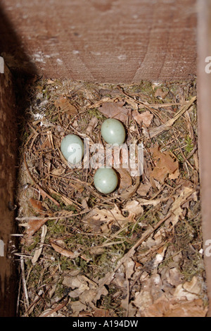 Nest in a nest box of a pied Flycatcher containing eggs Stock Photo