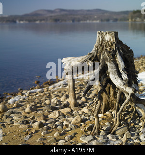 A close-up of a dried up tree stump Stock Photo