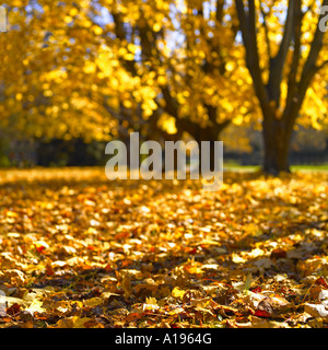Golden foliage on trees and the ground