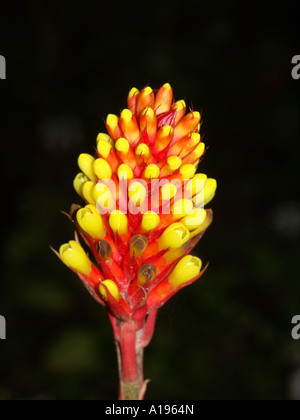 Red and yellow flower of an Aechmea pineliana, a species of bromeliad, on a black background Stock Photo