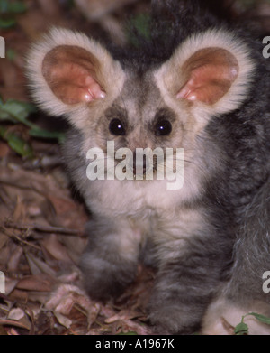 A rarely seen nocturnal animal, an arboreal Australian greater glider, photographed in the wild in native forest Stock Photo