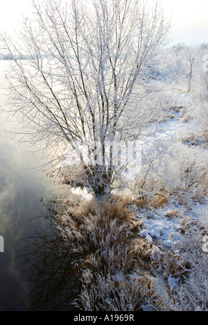 Stock image of frost and snow on bushes and trees along the St John River New Brunswick Canada Stock Photo