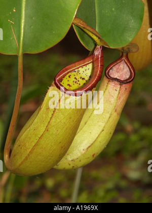 Large pitchers of carnivorous plant - Nepenthes species - hanging from a tree and showing opening into which its prey fall Stock Photo