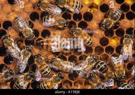 European Honey Bee, Western Honey Bee (Apis mellifera, Apis mellifica). Marked queen surrounded by workers on brood comb Stock Photo
