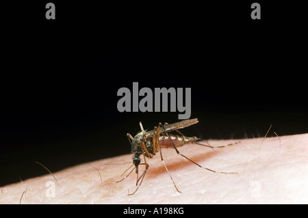 House mosquito / Culex pipiens Stock Photo
