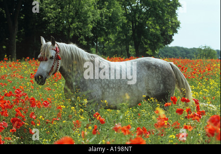 Arabian thoroughbred in poppy field Stock Photo