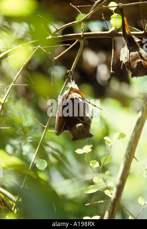 Little Red Flying Fox Bat (Pteropus scapulatus) hanging from tree ...