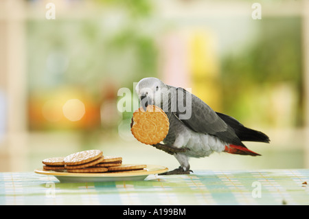 Congo African Grey parrot with cookie / Psittacus erithacus Stock Photo