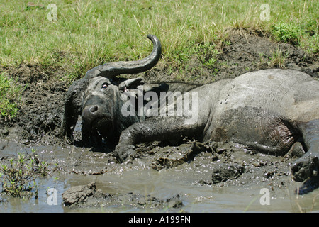 African Buffalo - lying in mud / Syncerus caffer Stock Photo