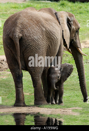 African elephant with cub Loxodonta africana Stock Photo