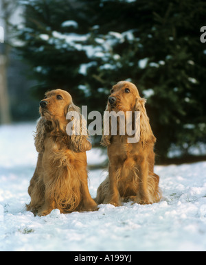 2 Cocker Spaniel sitting in snow Stock Photo