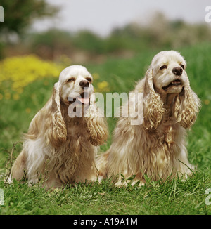 2 American Cocker Spaniel on meadow Stock Photo