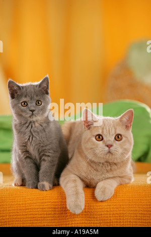 British Shorthair cat with kitten Stock Photo