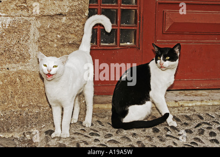 two cats in front of house Stock Photo