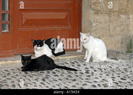 3 cats in front of front door Stock Photo