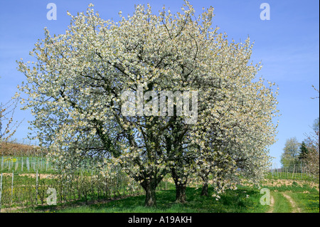 GERMANY BADEN-WÜRTTEMBERG BLOSSOMING APPLE TREE IN SPRINGTIME Stock Photo