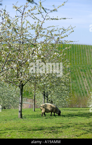 GERMANY BADEN-WÜRTTEMBERG SHEEP GRAZING IN ORCHARD WITH BLOOMING APPLE TREES AND VINEYARD IN SPRINGTIME Stock Photo