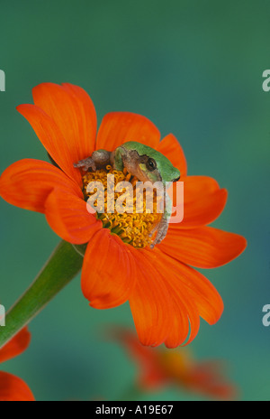 Cute Tree frog in green phase sits in the middle of an orange Tithonia sunflower close up in summer garden, Missouri USA Stock Photo