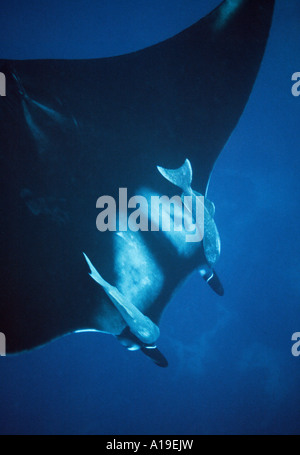 Costa Rica Cocos Island Dirty Rock underwater Manta Ray pair of remora Stock Photo