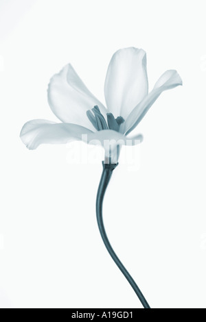Eustoma White Lisianthus Flower with blue toning Stock Photo