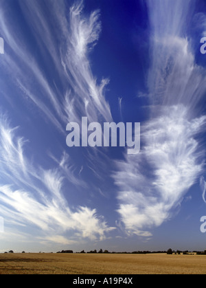 Dramatic Cirrus cloud patterns on blue sky over stubble farm field Highwood Chelmsford Essex England UK Stock Photo