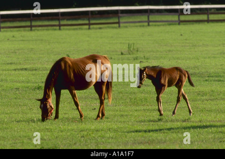 Race horse and colt on horse farm in Ocala Florida Stock Photo