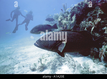 Underwater view of two people scuba diving with large grouper fish swimming among the coral Stock Photo