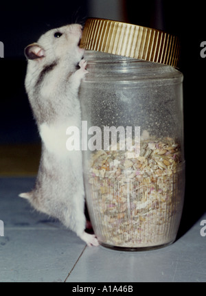 Hamster raiding larder Stock Photo