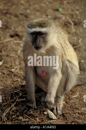 Female Vervet or Green Monkey, Chlorocebus pygerythrus syn. Cercopithecus aethiops Stock Photo