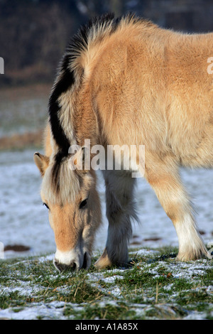 Norwegian horse - Fjord horse (Equus przewalskii f. caballus) Stock Photo