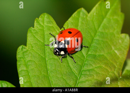 Sevenspot ladybird (Coccinella septempunctata) on a leaf Stock Photo