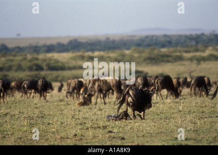 Female wildebeest struggling to get up immediately after giving birth Stock Photo