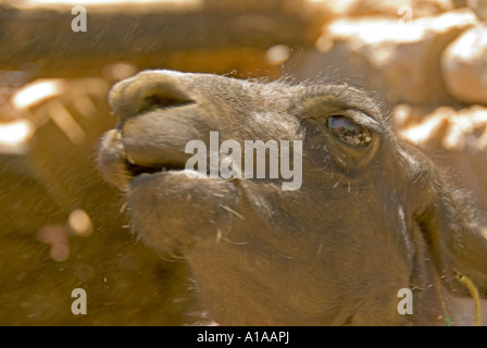 llama detail closeup llama lips and nose humor humour Stock Photo