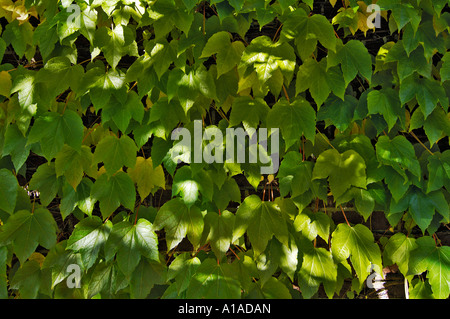 Five-leaved ivy (Parthenocissus quinquefolia) Stock Photo