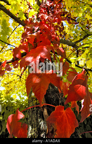 Five-leaved ivy (Parthenocissus quinquefolia) on maple tree Stock Photo