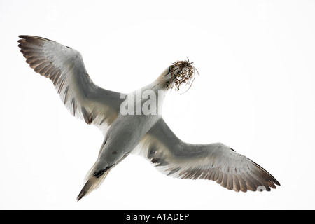Gannet at flight with nesting material in his beak (Sula bassana) Saltee Islands, Ireland Stock Photo