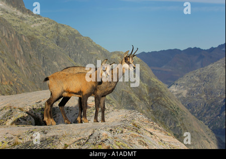 Adult and young chamois (Rupicapra rupicapra) standing on a ledge, Grimsel, Bern, Switzerland Stock Photo