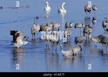 Common cranes standing in the water with whooper swans in the background (Grus grus) Stock Photo