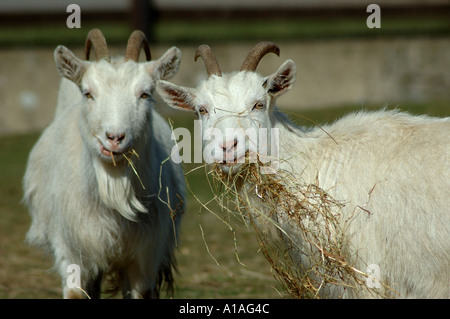 Two white goats eating an looking on Stock Photo