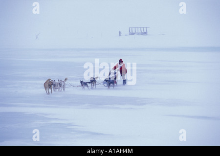 USA Alaska 1998 Iditarod champion Jeff King races dog team through whiteout blizzard along Bering Sea toward Nome Stock Photo